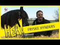 HEA! De Friese paarden van de Stal fan Hylpen