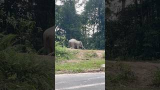 Khaoyai National Park #タイ #象　#travel #khaoyainationalpark #animals #nature #music #fujiikaze #hana