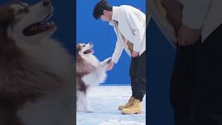 Download lagu Dog's can sense his kindness and  always calm when he's there 💚 #wangyibo #王一博 #wangyibo王一博 #yibo mp3