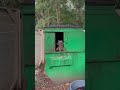 Racoon Hiding Inside Of Green Dumpster Behind Door