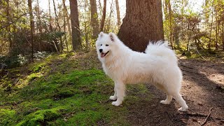 Everything You Need to Know About Samoyeds and Siberian Huskies!