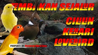 Download lagu Masteran Wajib Tembakan Sejalur Cililin Kenari Lovebird #masteranmuraibatu #masteranmuraitrotol mp3