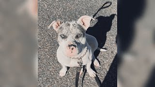 Off-duty Clifton police officer shoots, kills pit bull to ‘protect himself’
