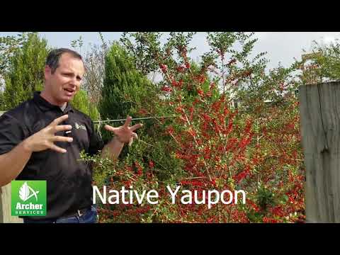 Native Yaupon - Archer Services