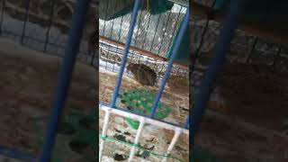Download lagu 1st vlog of pets#ag ashik ff mp3 Download lagu 1st vlog of pets#ag ashik ff mp3