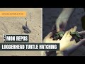 Mon Repos Turtle Centre Turtle Hatching Fulfilling A Bucket List Item Episode 52