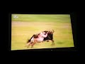 Animal Fight Club Cheetahs Vs Wildebeest