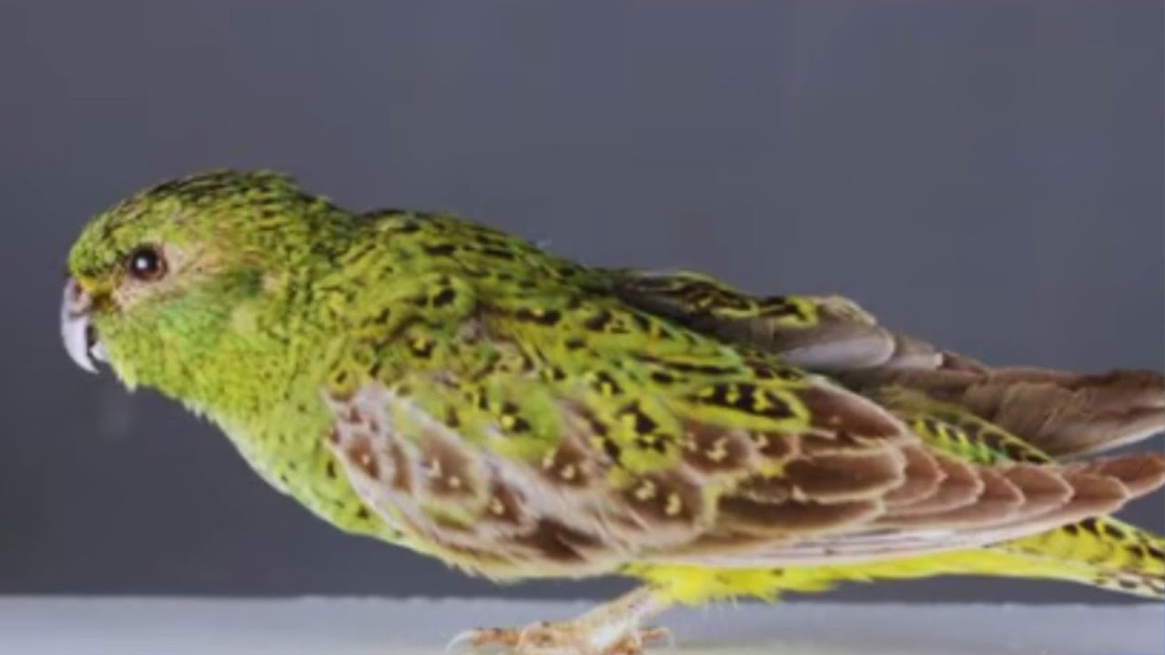 Rare parrot puts ‘massive’ Australian mining project on hold