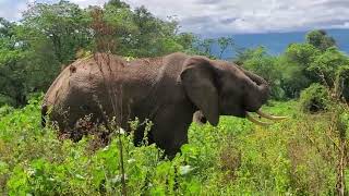 African Elephant 🐘