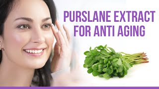 Purslane Extract for Anti Aging