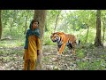 Tiger Attack Man In The Forest Royal Bangal Tiger Attack Man FunMade Movie Tiger In Forest