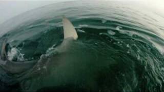 Best Shark Attack Video