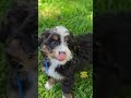 Mini Bernedoodle dogs for sale: Rory - Video 1