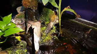 A Look At My Indoor Pond During A Large Water Change
