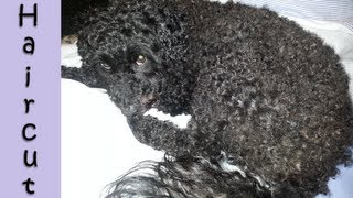 ✿ Lami's Haircut - Cutting Toy Poodle Hair ✿