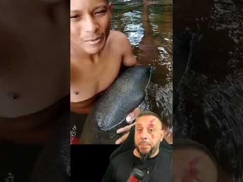 Peixe boi Vila Bom jardim , Município de Moju . Estado do Pará.