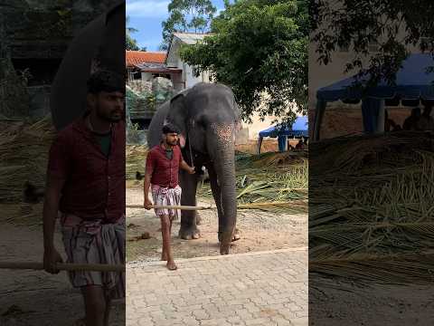 පිහි කේස් නිසා දැන් ඒ දෙන්නට සින්දුවකුත් තියෙනවා😂💔🤭