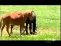 Дикая лошадь убивает своего жеребёнка! Естественный отбор и беспощадня природа 