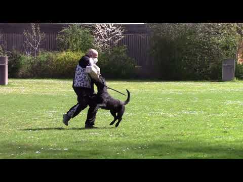 Greif Schutzdienst IGP 3