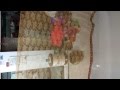 Megha Net Saree