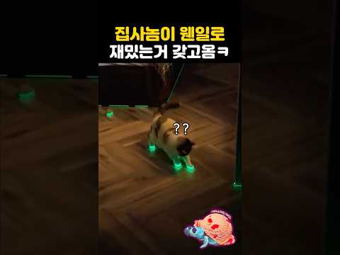 집사놈이 웬일로 재밌는거 갖고옴ㅋ - by 스포츠중계 올킬티비