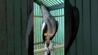 Download lagu KACER BETINA GACOR AMPUH UNTUK PANCINGAN #kacerkonslet  #pancingankacer #kacergacor #terapikacer mp3 Download lagu KACER BETINA GACOR AMPUH UNTUK PANCINGAN #kacerkonslet  #pancingankacer #kacergacor #terapikacer mp3