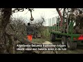 Afgedankte fruitbomen bloeien steeds vaker op in particuliere tuinen
