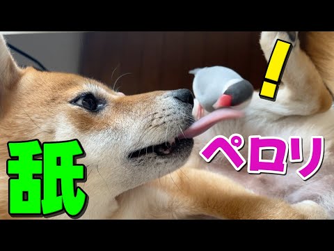 柴犬にペロリされても動じない文鳥風ちゃん　柴犬小夏