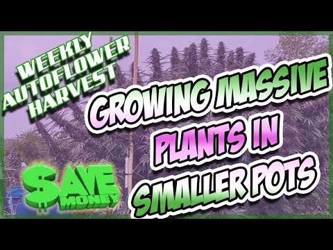 Auto Flower Weekly Harvest | SAVE MONEY Monster Plants in Small Pots!