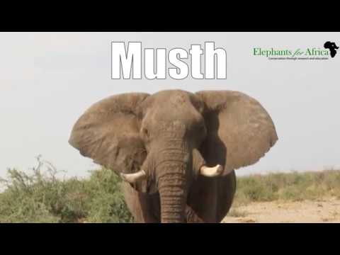 The male elephants of the Makgadikgadi