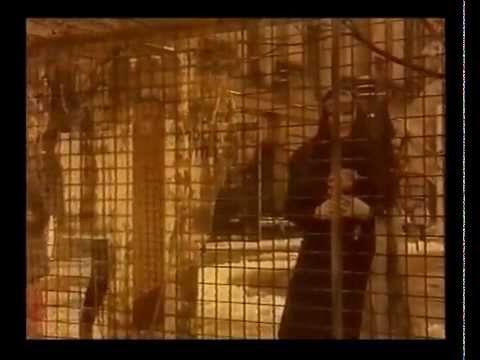 Tol & Tol  - Eleni (orginele clip)