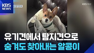 꼭꼭 숨겨도 찾는다…탐지견 ‘알콩이’ [대담한K] / KBS  2025.11.28.