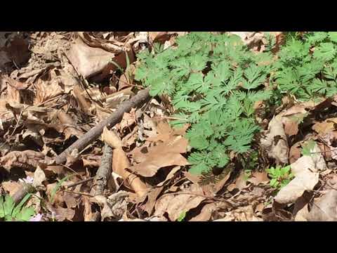 Bombus impatiens (probably) queen visiting Dutchman's Breeches flowers