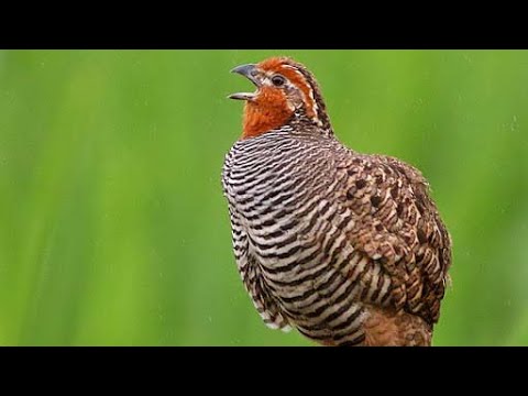 Jungle bush quail (Perdicula asiatica) sound -  call and song