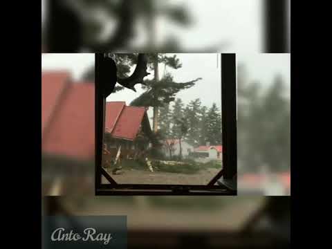 Hampir mati tersambar petir.  Burung yang sedang bertenger tiba-tiba tersambar petir