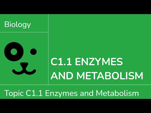 C1.1 Enzymes and Metabolism [IB Biology SL/HL]