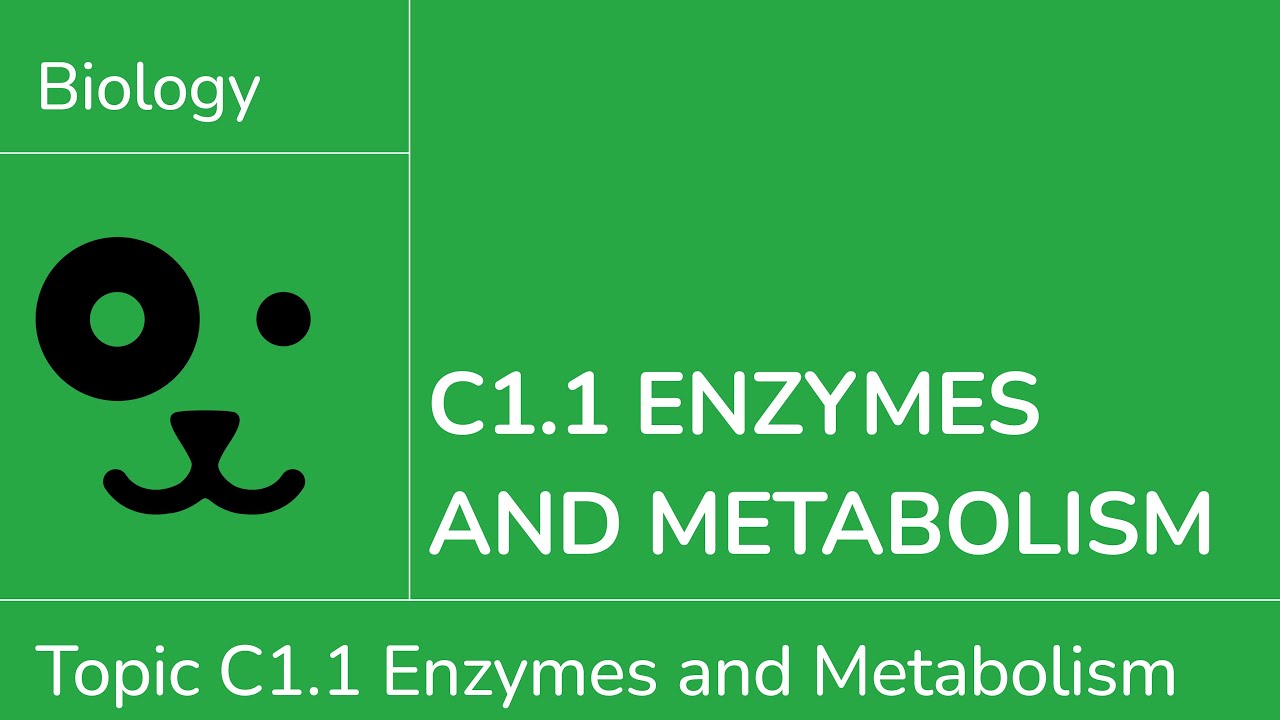 C1.1 Enzymes and Metabolism [IB Biology SL/HL]