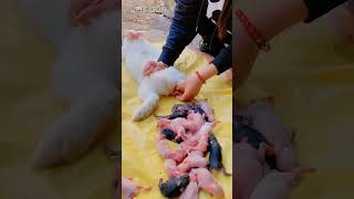 Download lagu rabbit giving birth 100 babies😳#rabbit #rabbits #shorts #viral #cute #bunny funny animals mp3 Download lagu rabbit giving birth 100 babies😳#rabbit #rabbits #shorts #viral #cute #bunny funny animals mp3