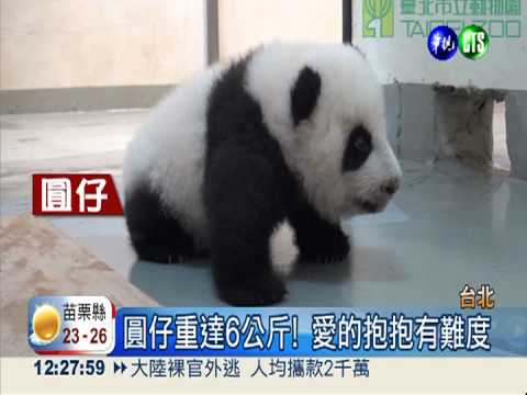 圓仔喊習慣了! 4.5萬票終於"定名"