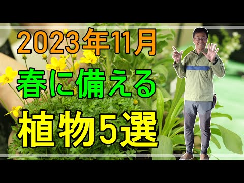  11月にウィンドウボックスに植える花は何ですか?すべての園芸家に人気のトップ 5 品種  庭園