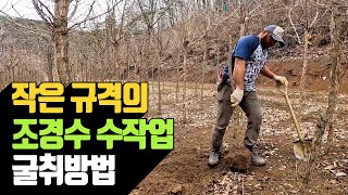 작은 규격의 조경수 수작업 굴취방법 | 나무대장