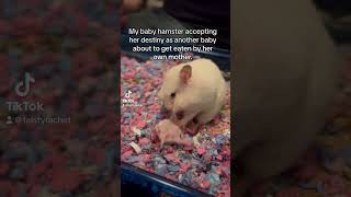 Download lagu That baby hamster kept saying stop but the mother didn’t listen😭 #babyhamster mp3