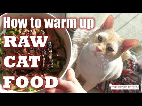 HOW TO WARM UP or HEAT RAW CAT FOOD – Raw Cat Food Recipe / Raw Diet for Cats / Homemade Cat Food
