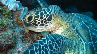 LA RÉUNION : Algues rouges et tortues vertes