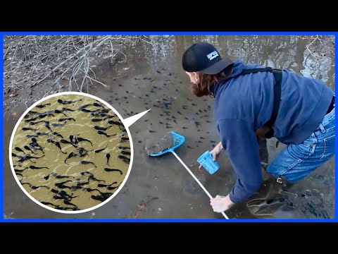 Saving HUNDREDS of Baby Catfish From Dried-Up Pond!