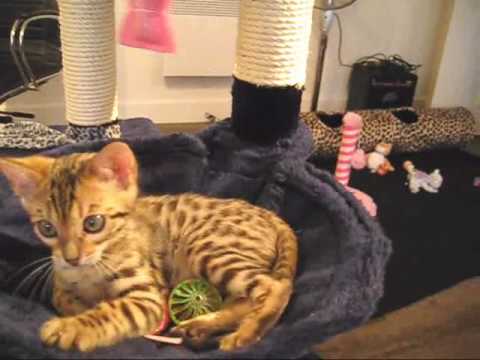Akira the Bengal Kitten - { Ohh, a flying fish tail! }