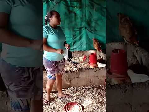 Emprendimiento de celenis Velásquez santos de San José de uré - Córdoba