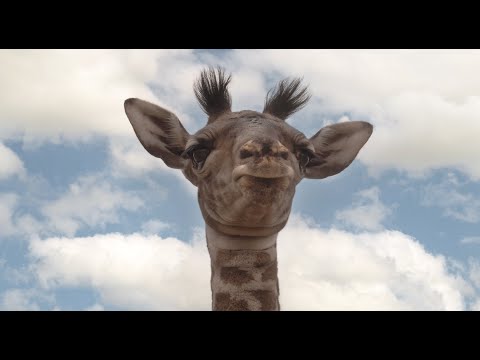 Giraffes Head Banging!