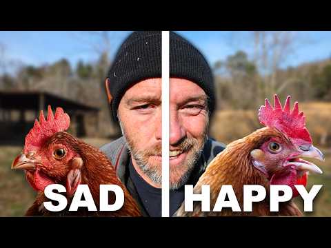 Avoid These 16 Common Chicken Keeping Blunders