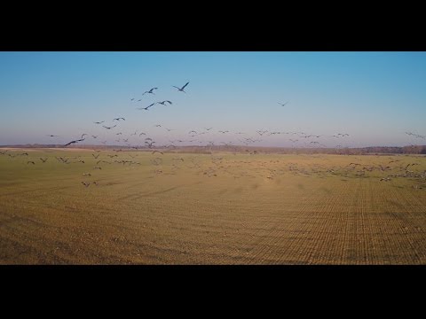 Les Migrateurs de Jouy Sous les Côtes